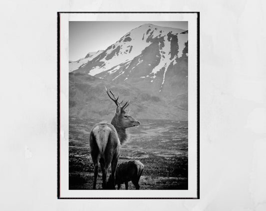 Stag Print Glencoe Scotland Wildlife Black And White Photography