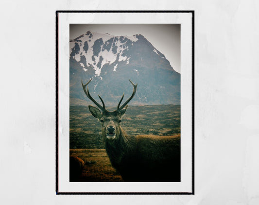 Glencoe Scotland Stag Print Wildlife Photography