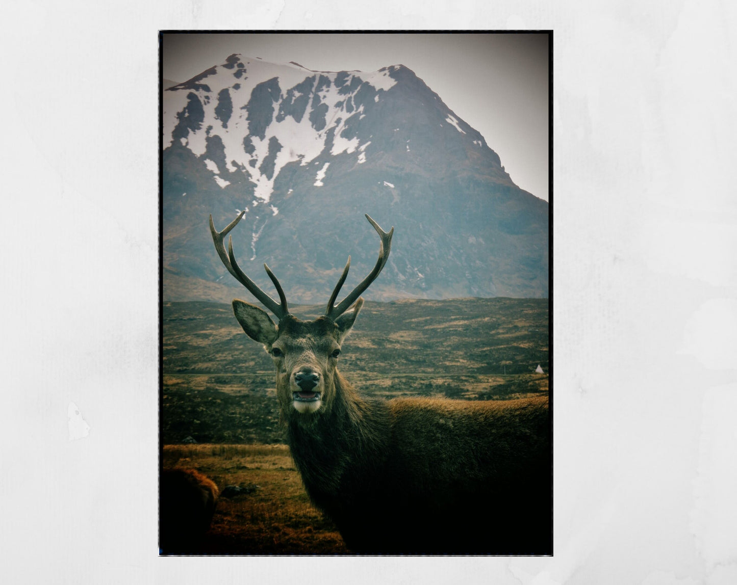 Glencoe Scotland Stag Print Wildlife Photography