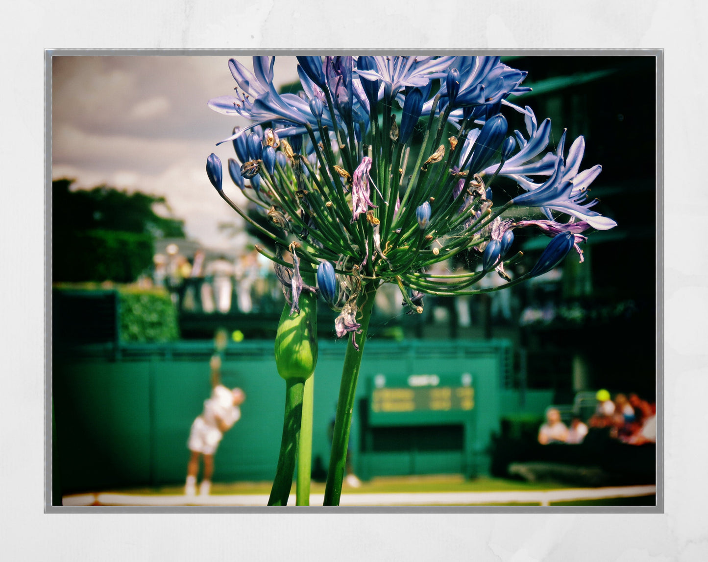 Wimbledon Tennis Photography Poster