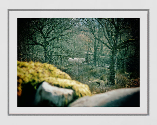 White Horse Knoydart Scotland Photography Print