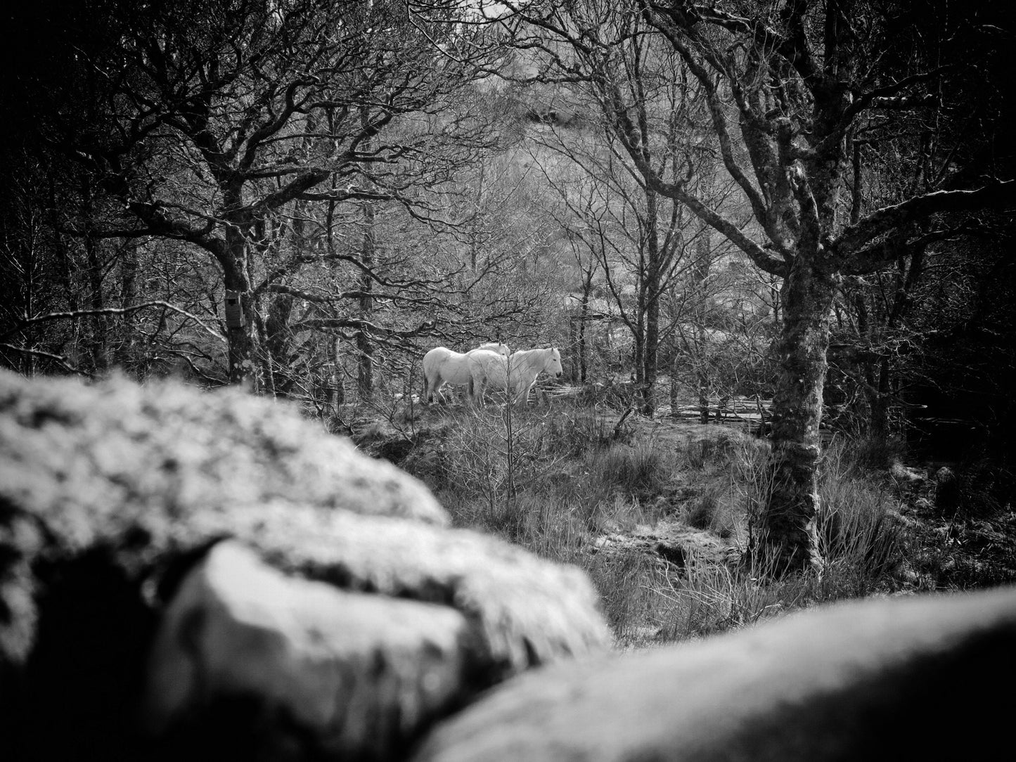 Knoydart Scotland Wall Art Gothic White Horse Print