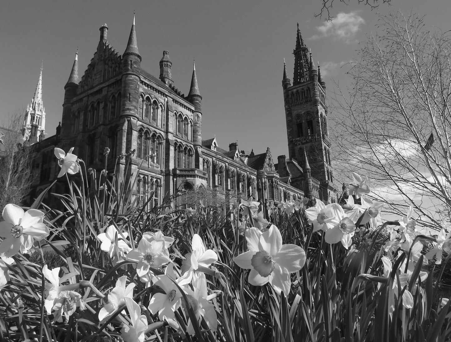 Glasgow University Daffodils Black And White Photography Print