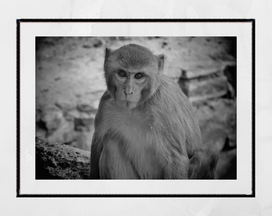 Monkey Black And White Photography Print