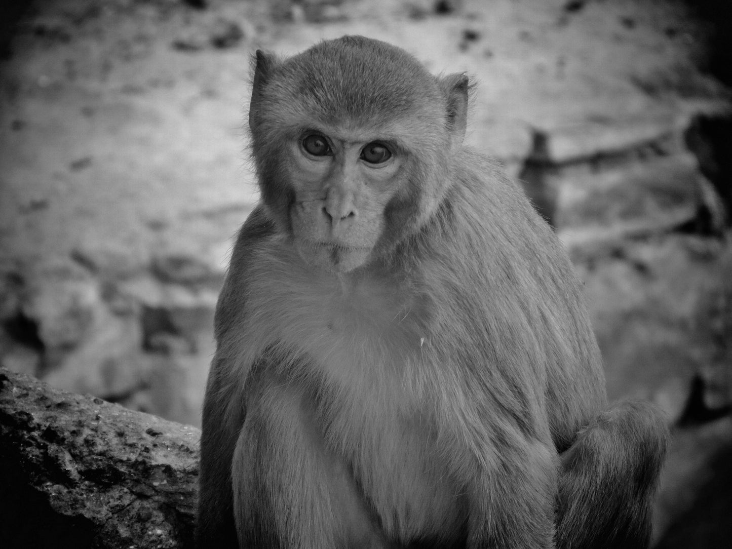 Monkey Black And White Photography Print