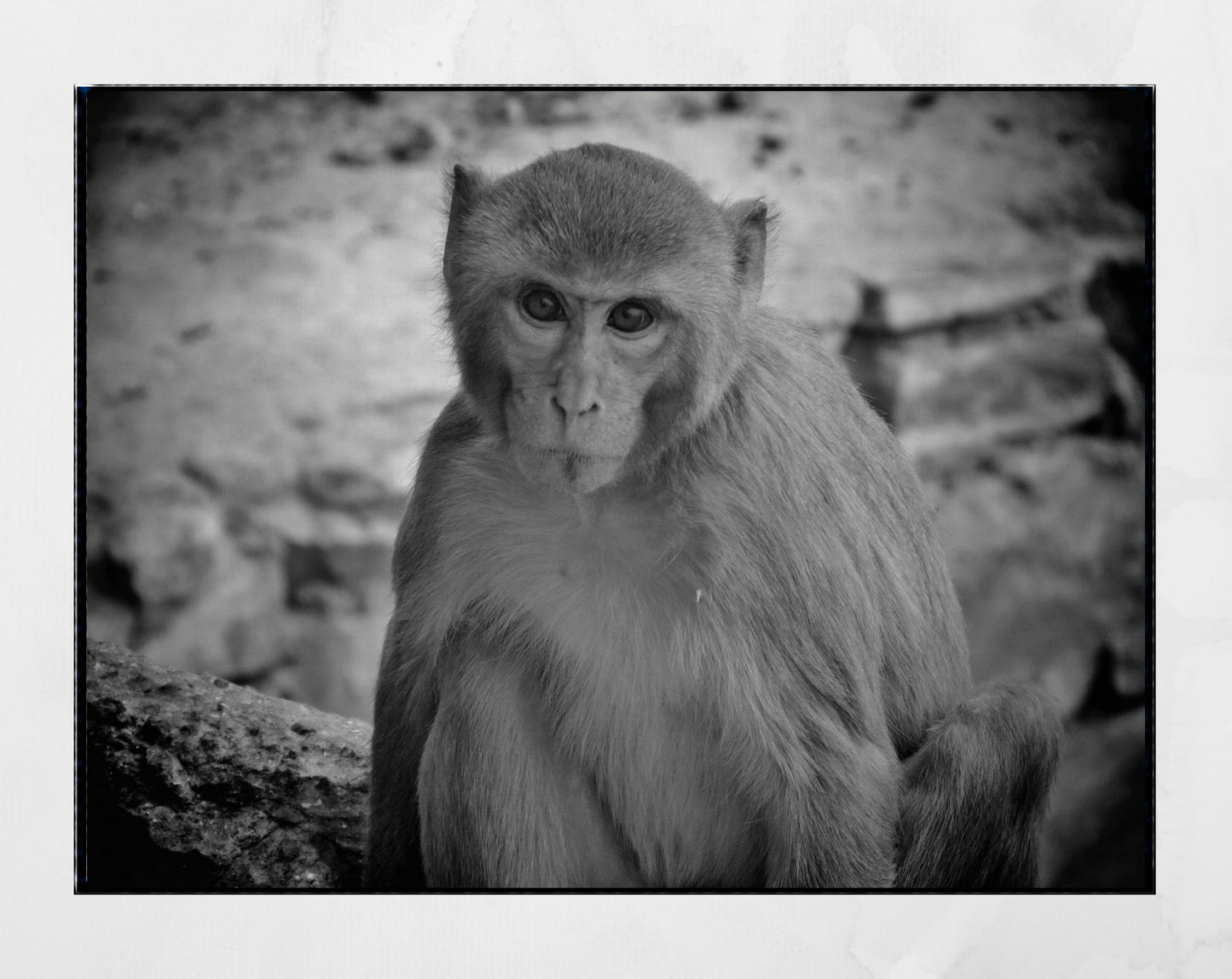 Monkey Black And White Photography Print