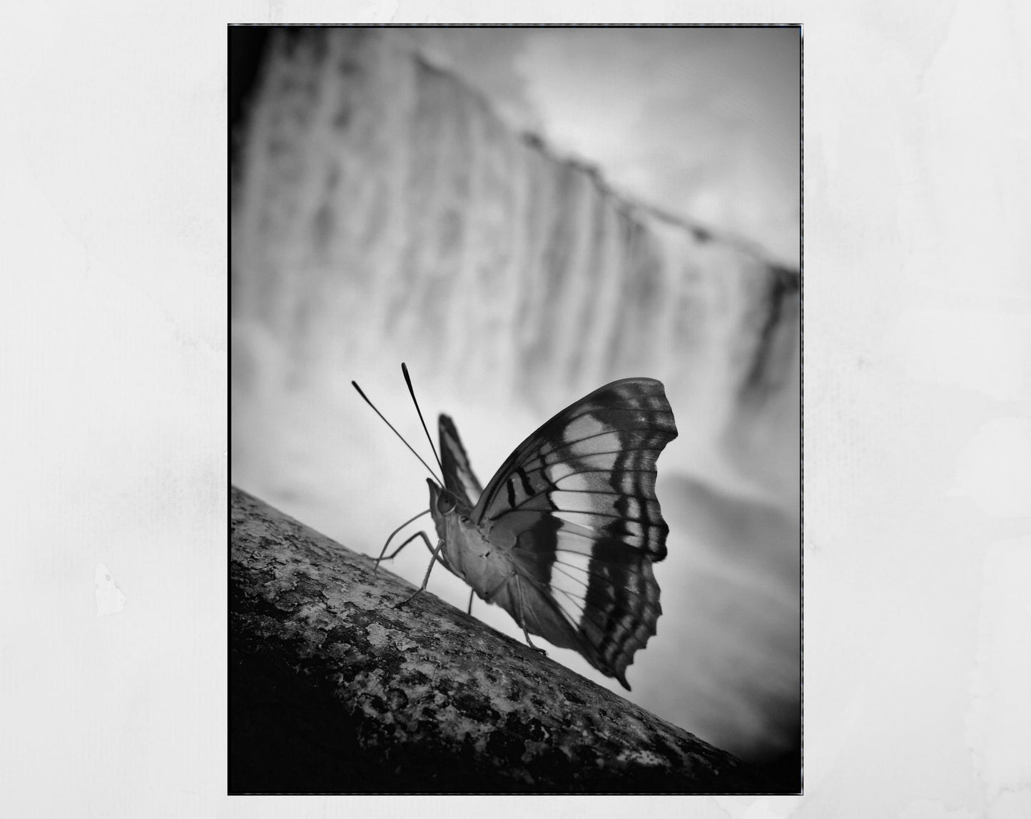 Iguazu Falls Poster Butterfly Black And White Print
