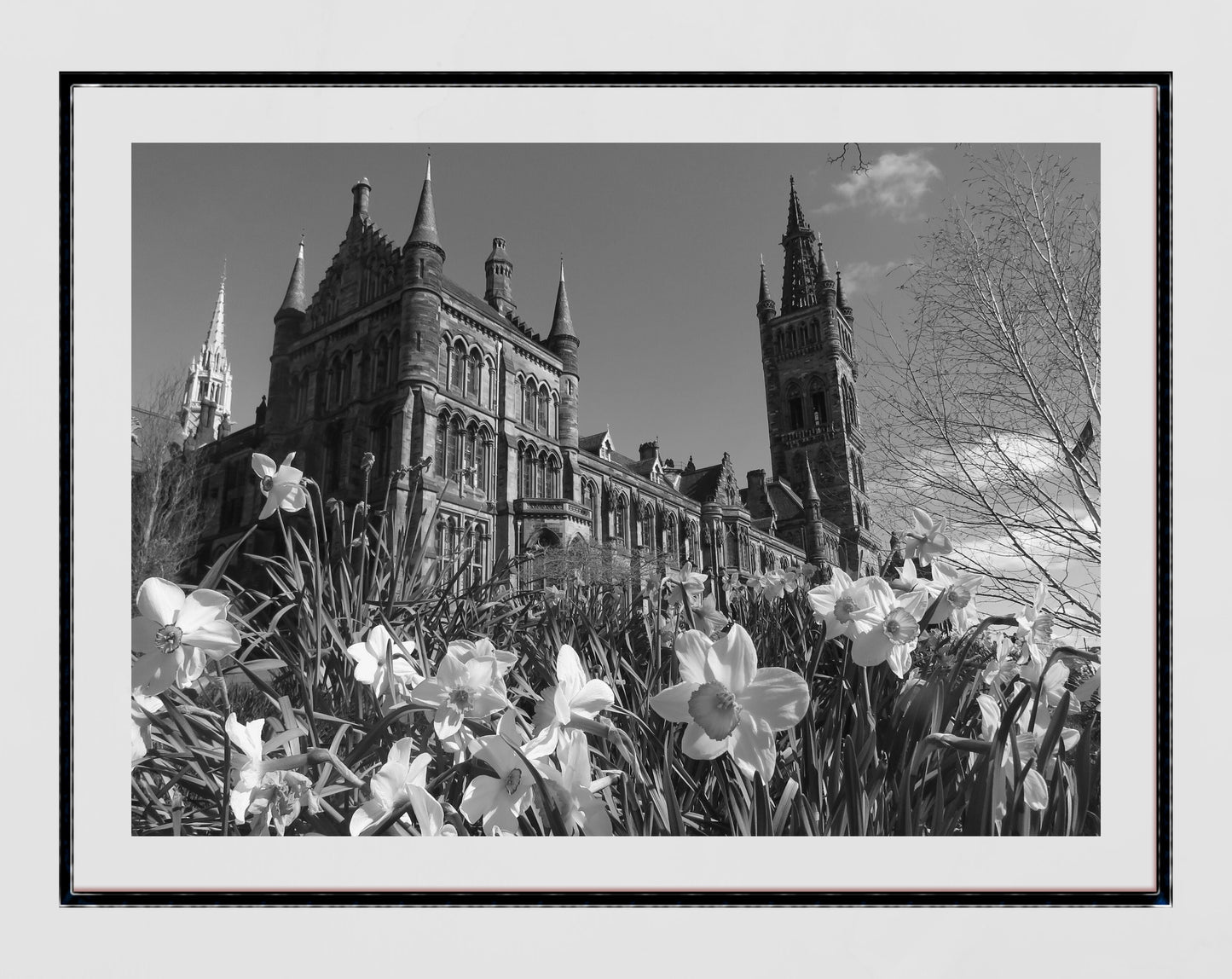 Glasgow University Daffodils Black And White Photography Print