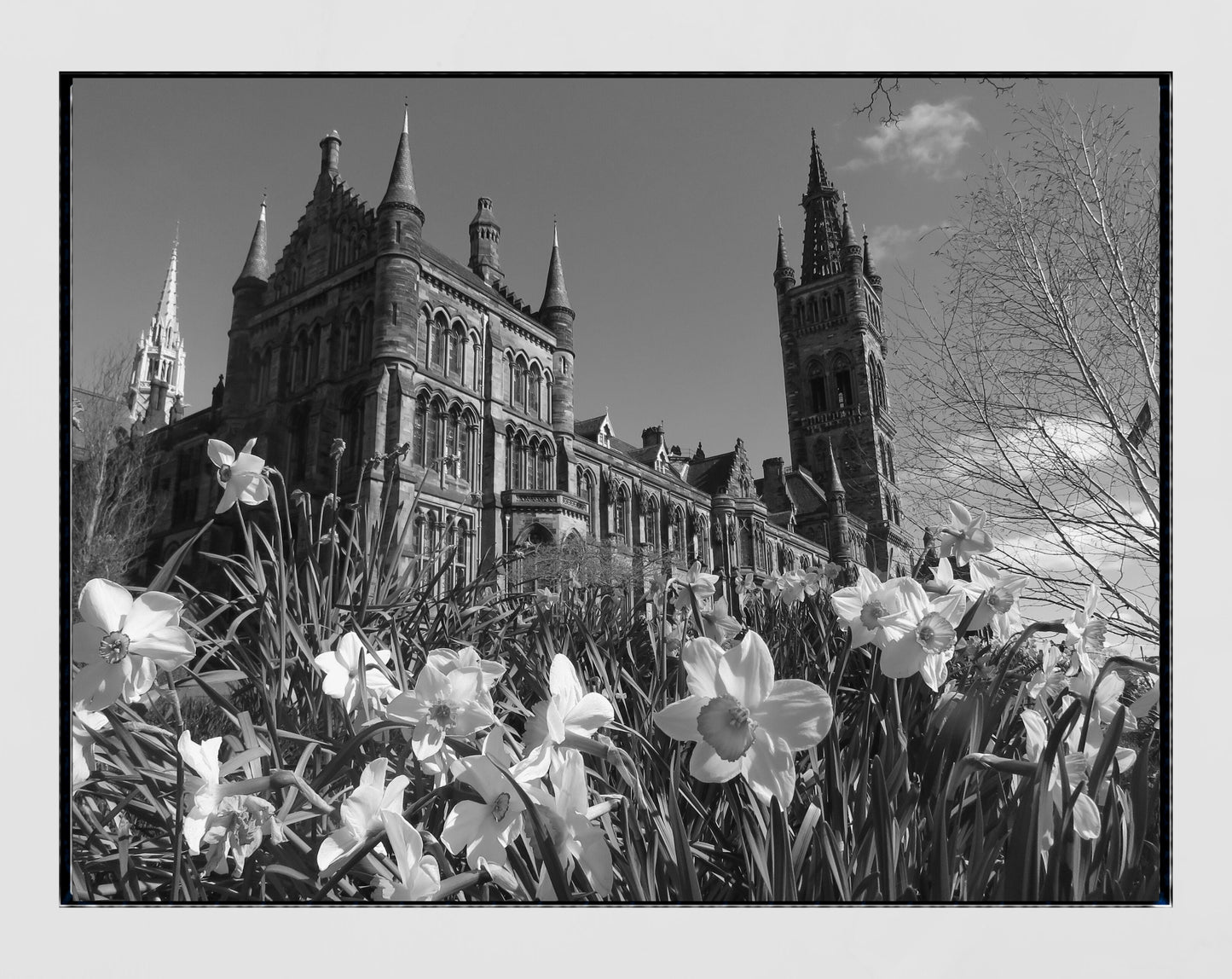 Glasgow University Daffodils Black And White Photography Print