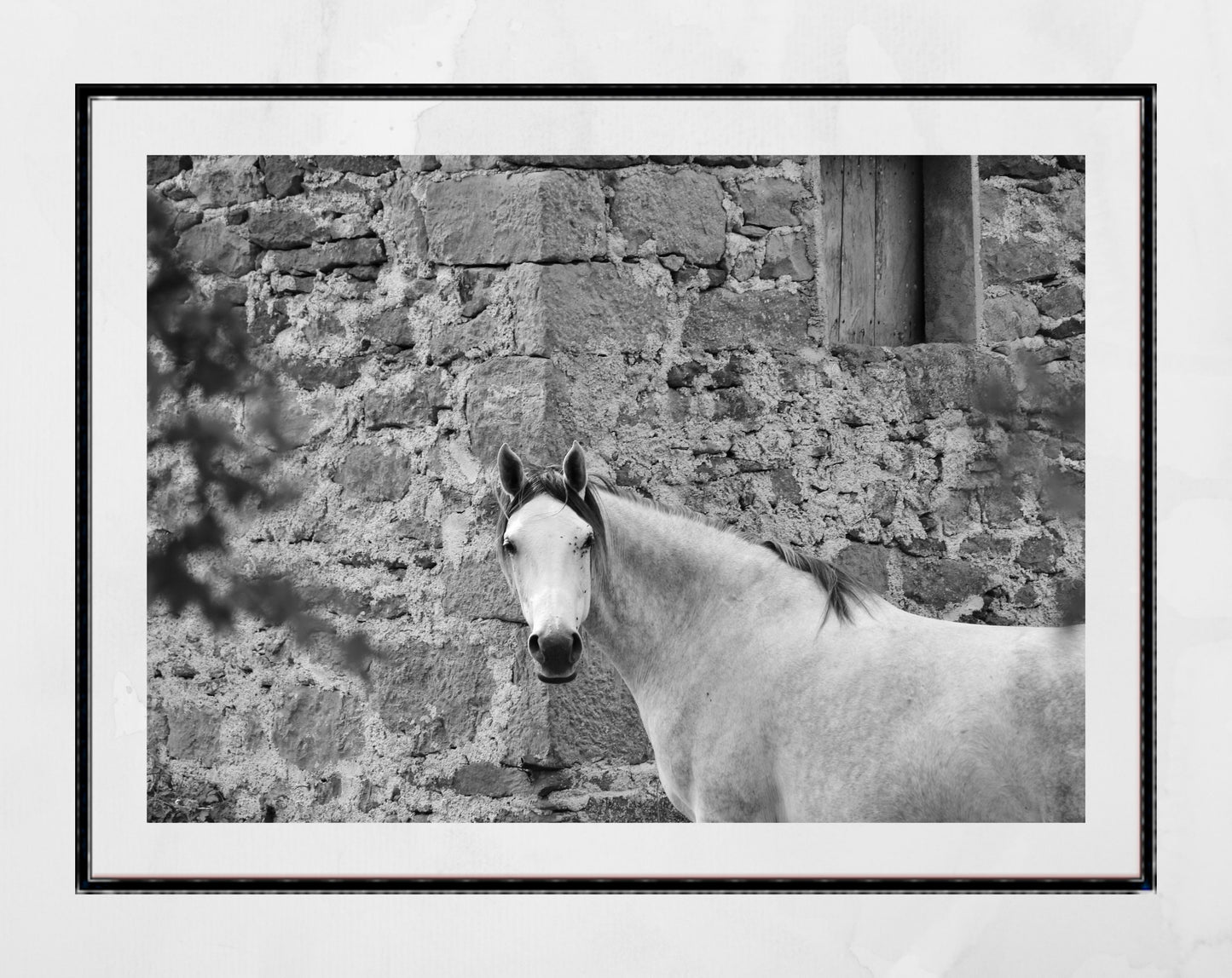 White Horse Picture Black And White Photography Print