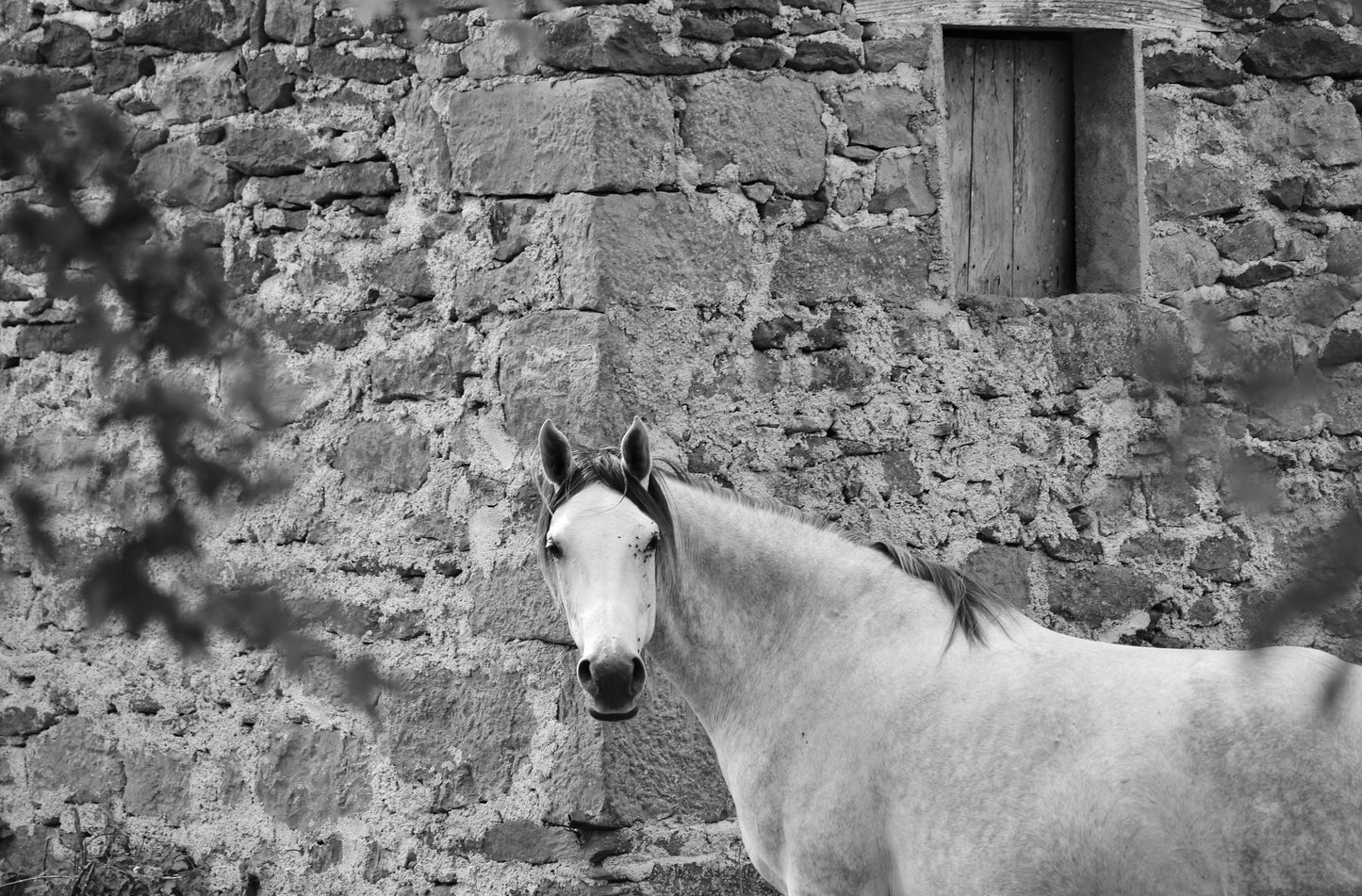 White Horse Picture Black And White Photography Print