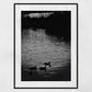 Cambridge River Cam Black And White Photography Duck Print
