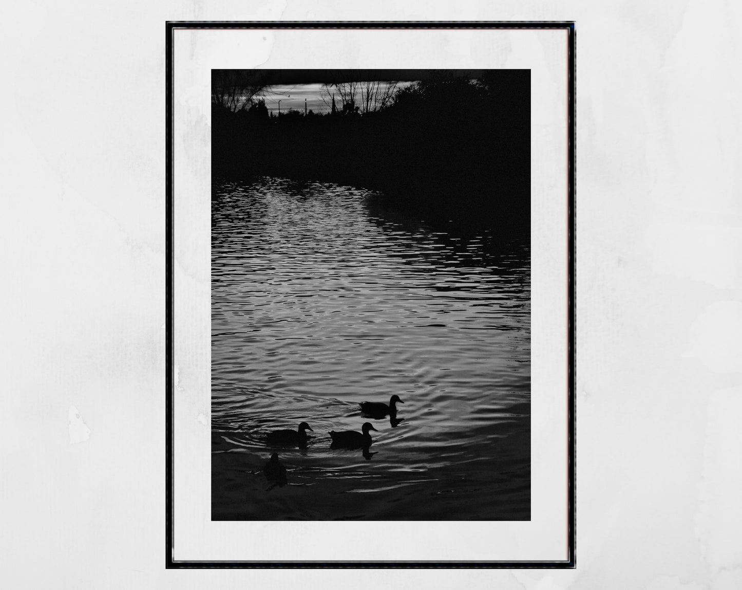 Cambridge River Cam Black And White Photography Duck Print