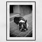 Sleeping Stray Dog Black And White Print