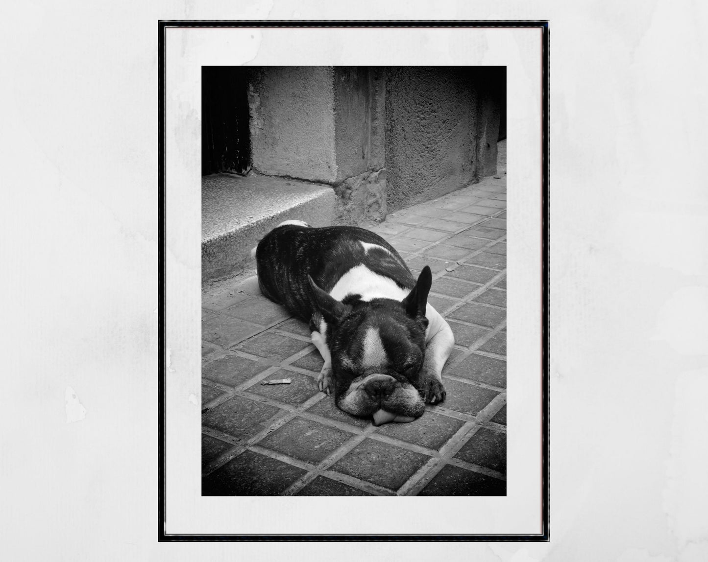 Sleeping Stray Dog Black And White Print