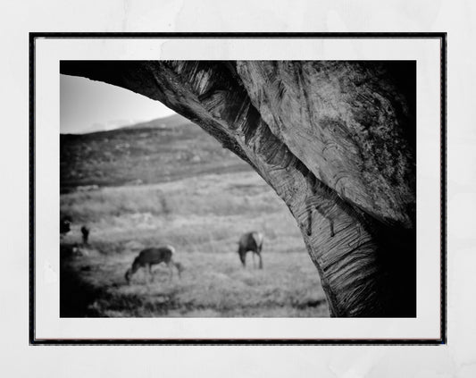 Glencoe Scotland Black And White Wildlife Photography