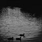 Cambridge River Cam Black And White Photography Duck Print