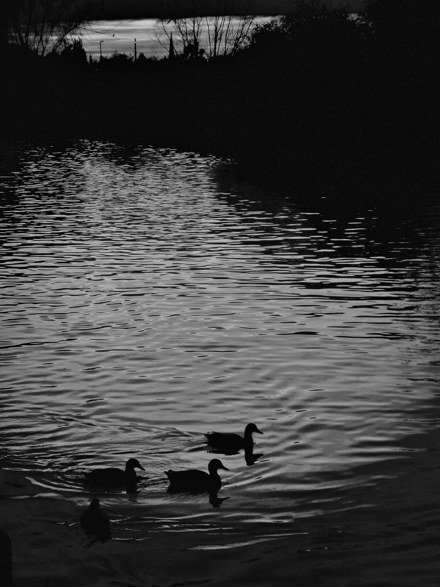 Cambridge River Cam Black And White Photography Duck Print