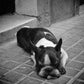 Sleeping Stray Dog Black And White Print