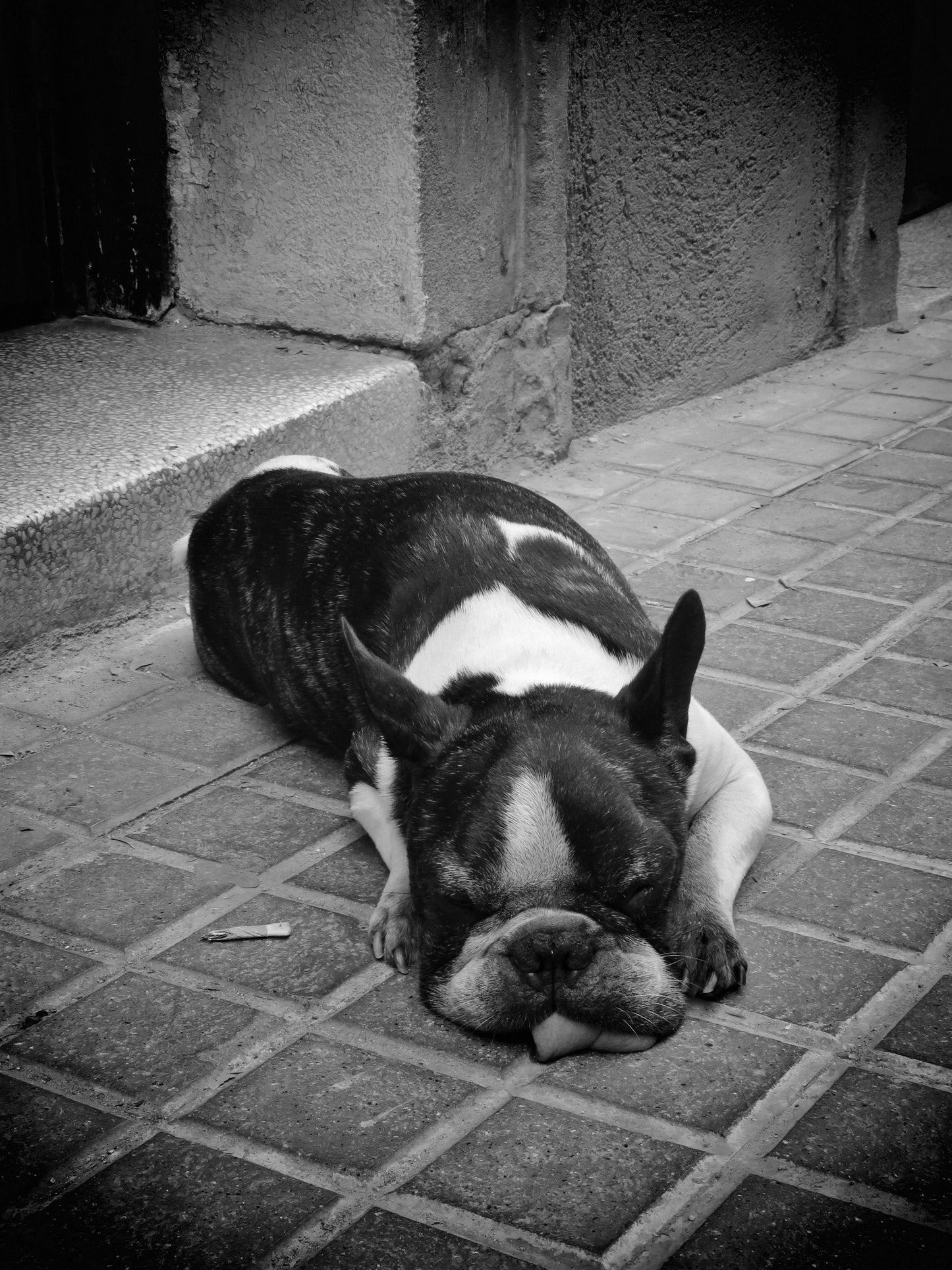 Sleeping Stray Dog Black And White Print