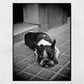 Sleeping Stray Dog Black And White Print