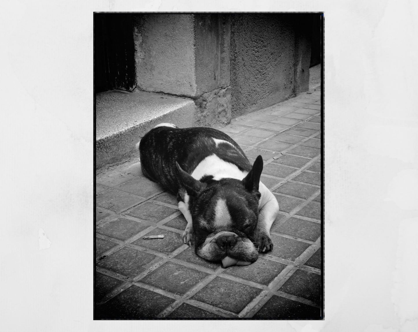 Sleeping Stray Dog Black And White Print