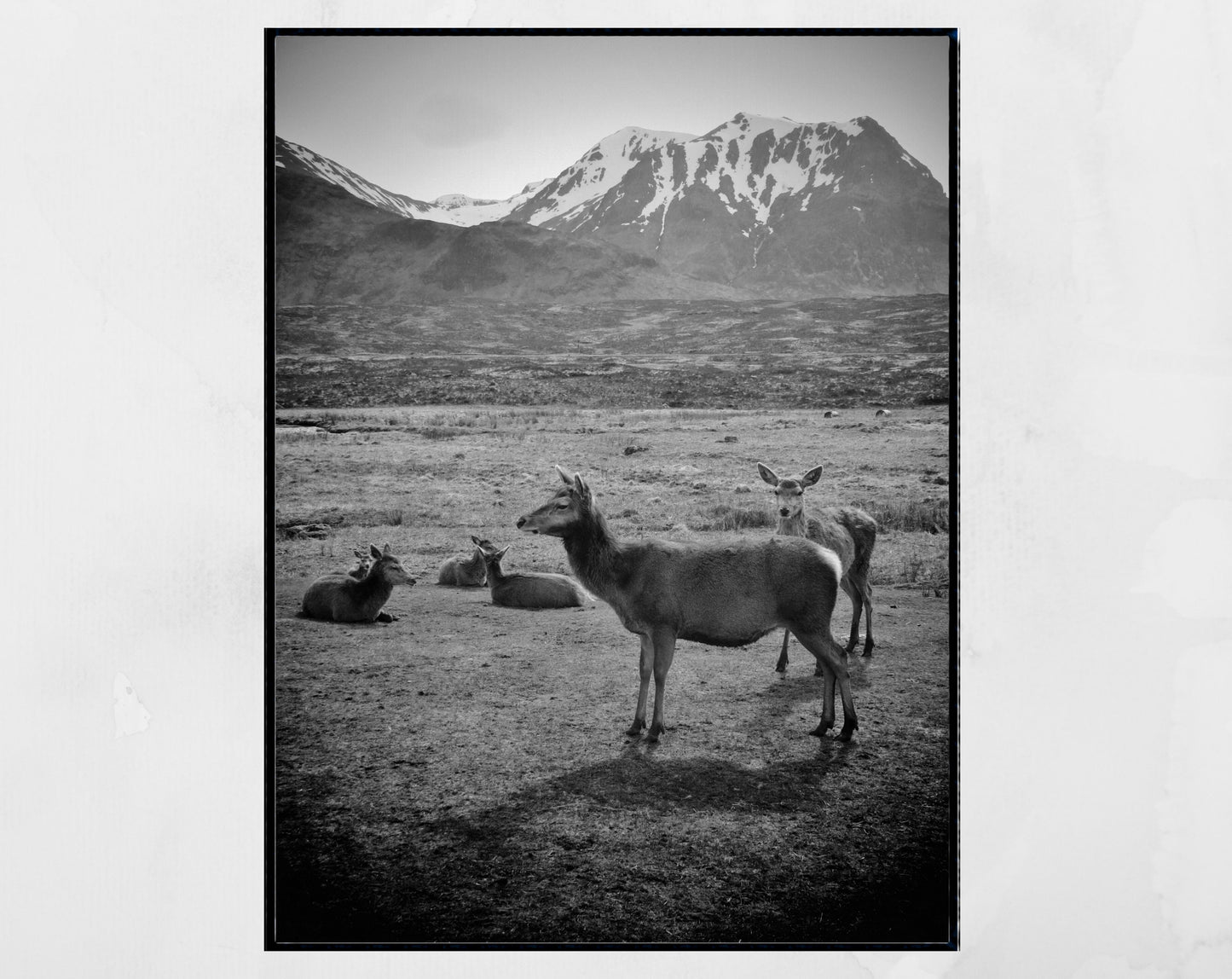 Stag Print Glencoe Scotland Wildlife Black And White Wall Art