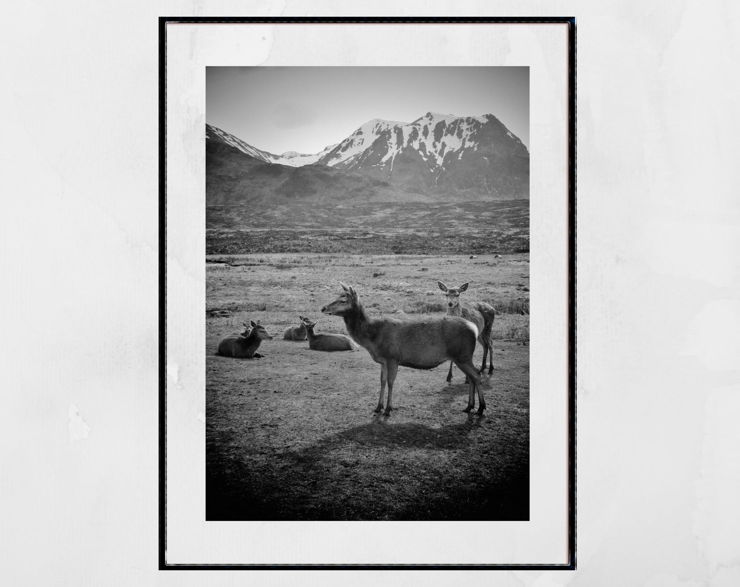 Stag Print Glencoe Scotland Wildlife Black And White Wall Art