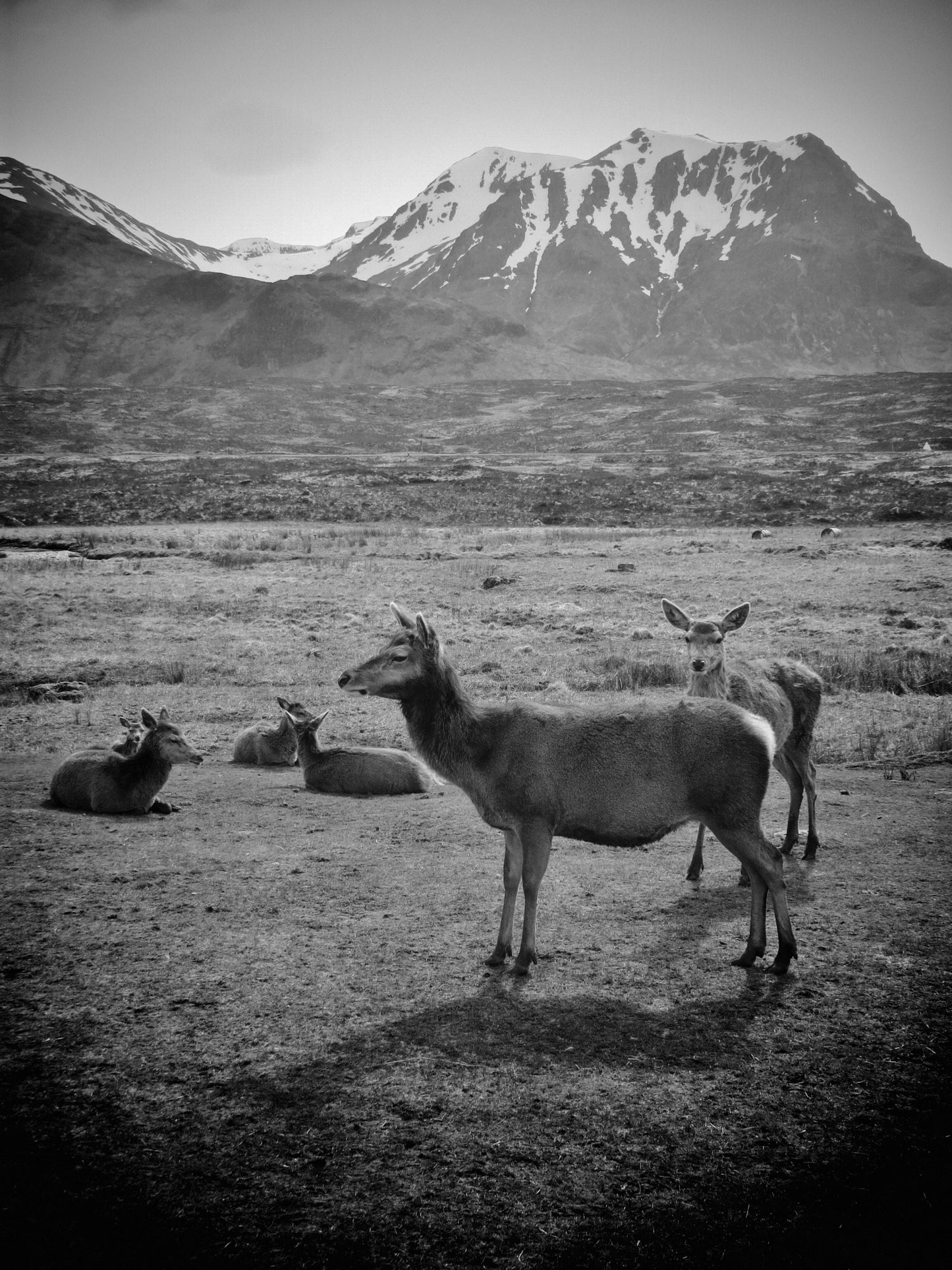 Stag Print Glencoe Scotland Wildlife Black And White Wall Art