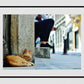 Istanbul Cat Poster Photography Print