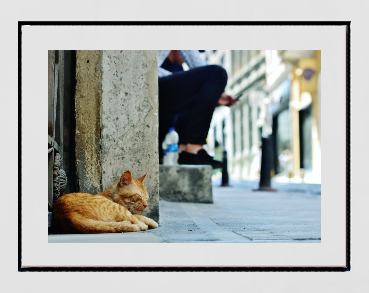 Istanbul Cat Poster Photography Print