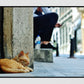 Istanbul Cat Poster Photography Print