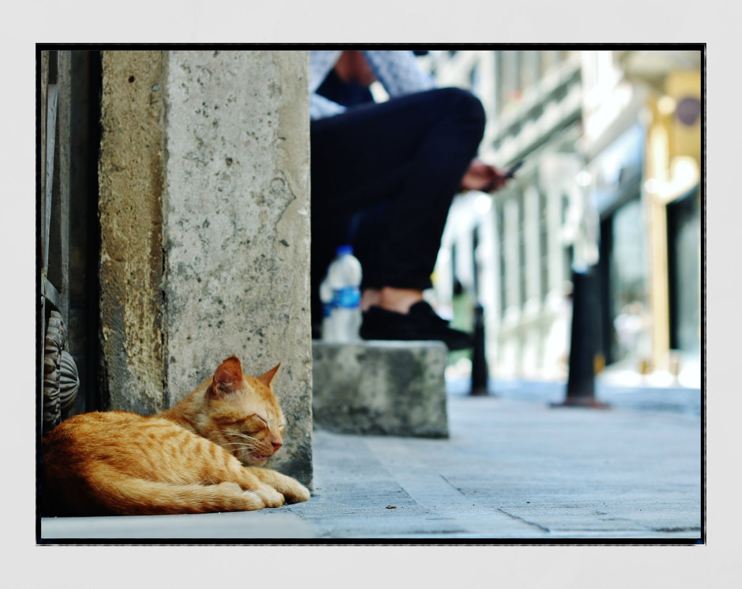 Istanbul Cat Poster Photography Print