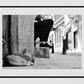 Istanbul Cat Poster Black And White Photography Print