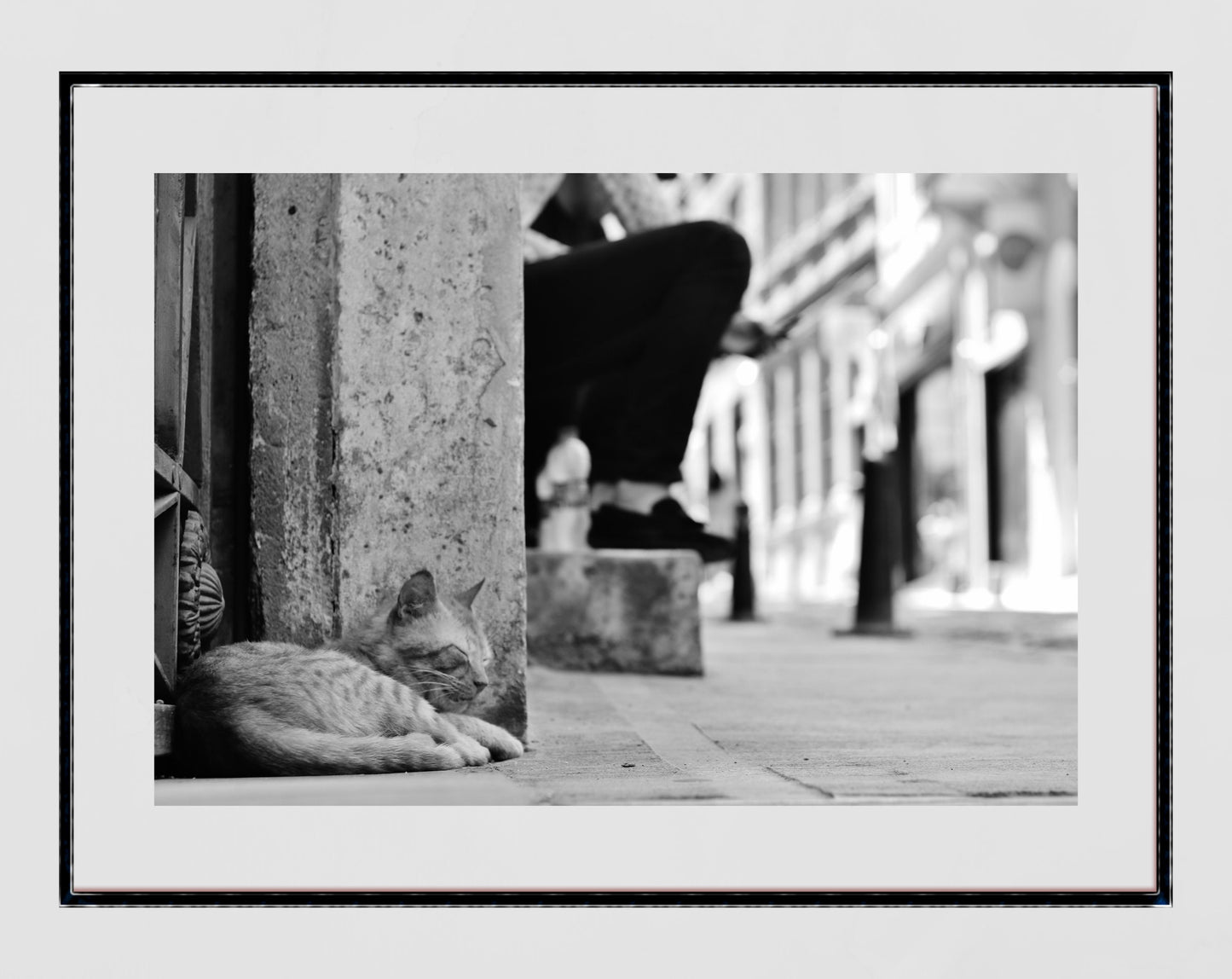 Istanbul Cat Poster Black And White Photography Print
