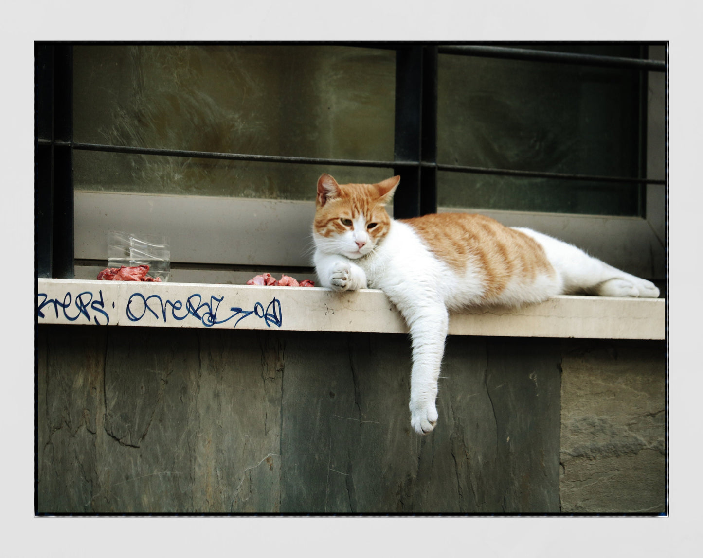 Istanbul Cat Street Photography Print Poster