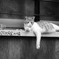 Istanbul Cat Street Black And White Photography Print Poster