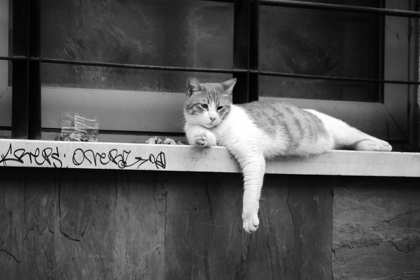 Istanbul Cat Street Black And White Photography Print Poster