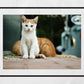 Istanbul Cat Kitten Street Photography Print Poster