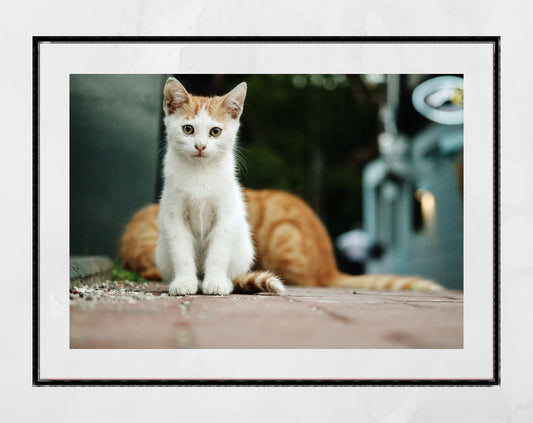 Istanbul Cat Kitten Street Photography Print Poster