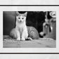 Istanbul Cat Kitten Street Black And White Photography Print Poster