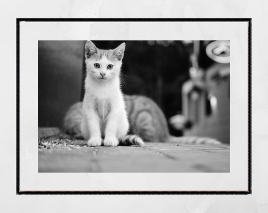 Istanbul Cat Kitten Street Black And White Photography Print Poster