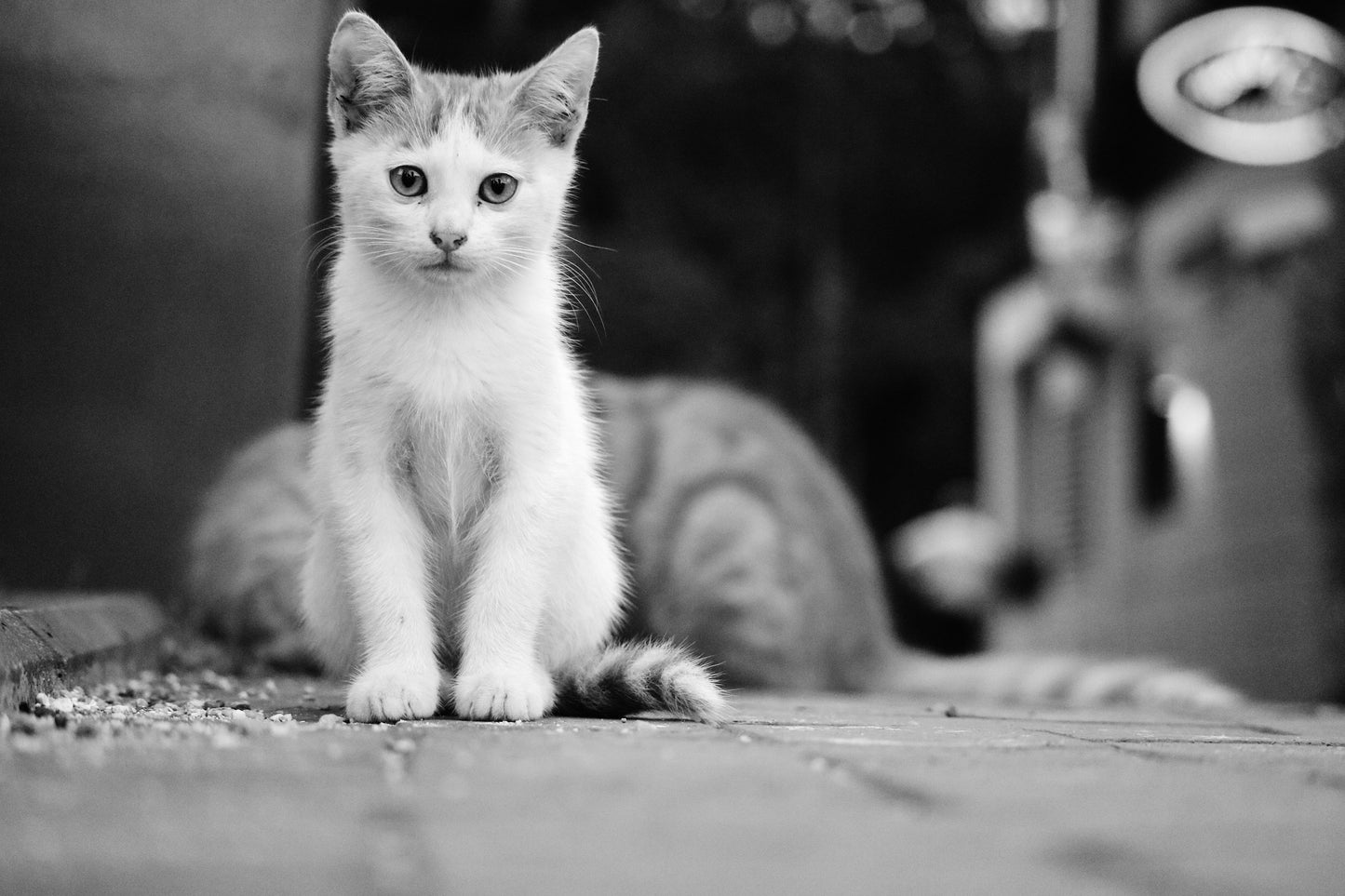 Istanbul Cat Kitten Street Black And White Photography Print Poster