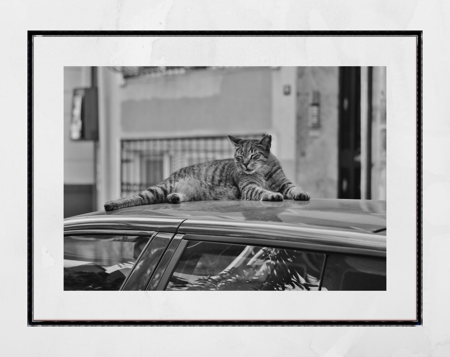 Istanbul Tabby Cat Street Poster Photography Print