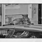 Istanbul Tabby Cat Street Poster Photography Print