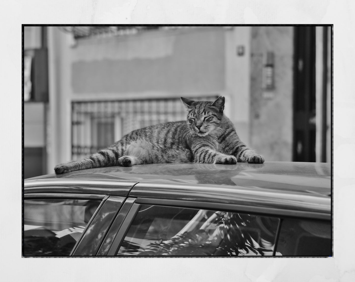 Istanbul Tabby Cat Street Poster Photography Print