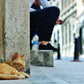 Istanbul Cat Poster Photography Print