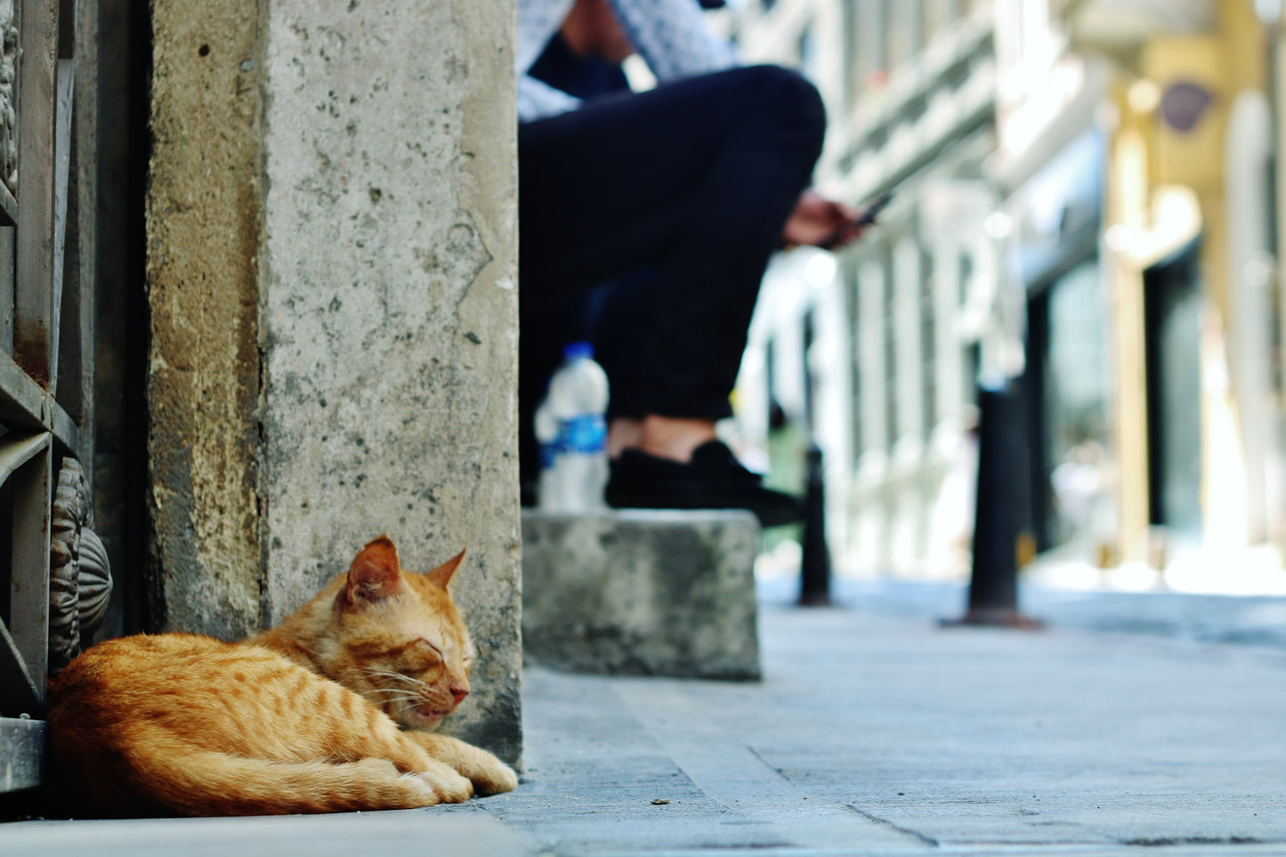 Istanbul Cat Poster Photography Print