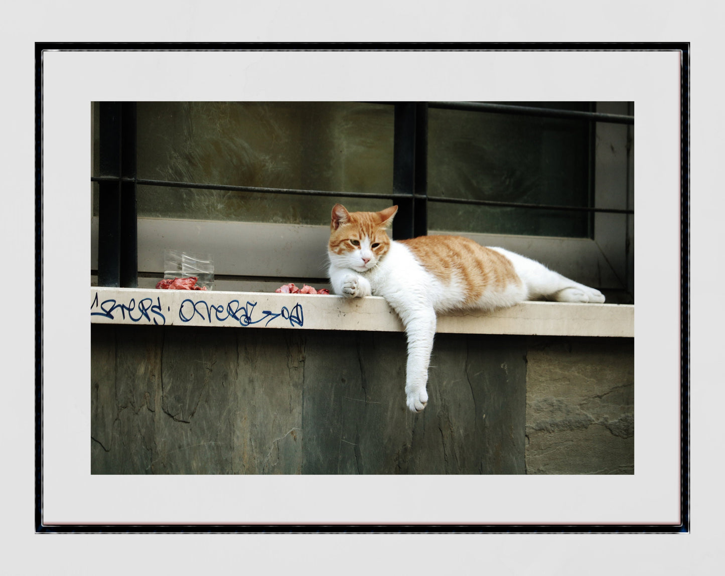 Istanbul Cat Street Photography Print Poster