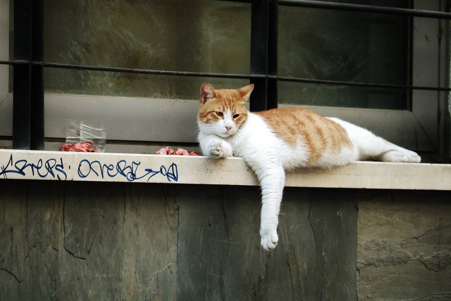 Istanbul Cat Street Photography Print Poster